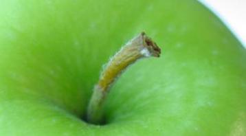 Photo recette Tarte aux pommes traditionnelle (ou Apple pie)
